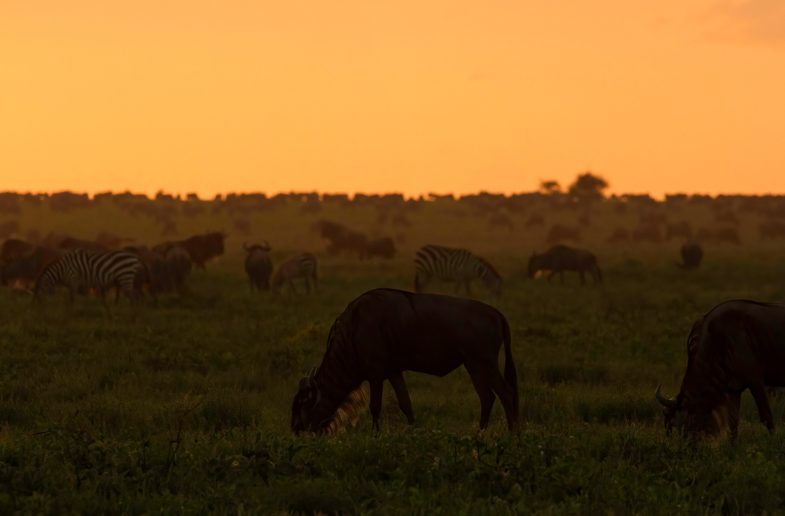 Serengeti Game Drive